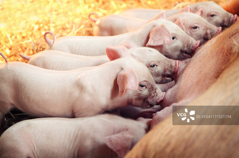 吃奶的小猪图片素材