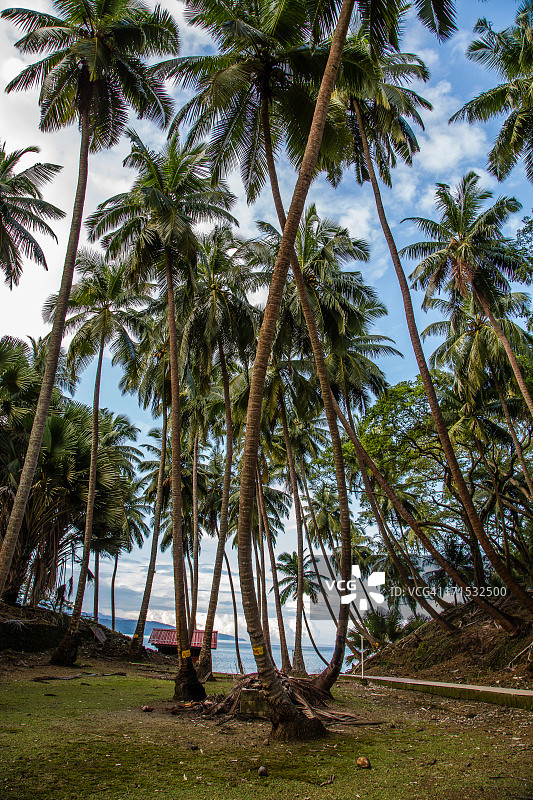 美丽海滩上的椰子林图片素材