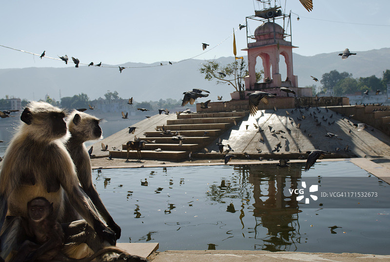 普什卡图片素材