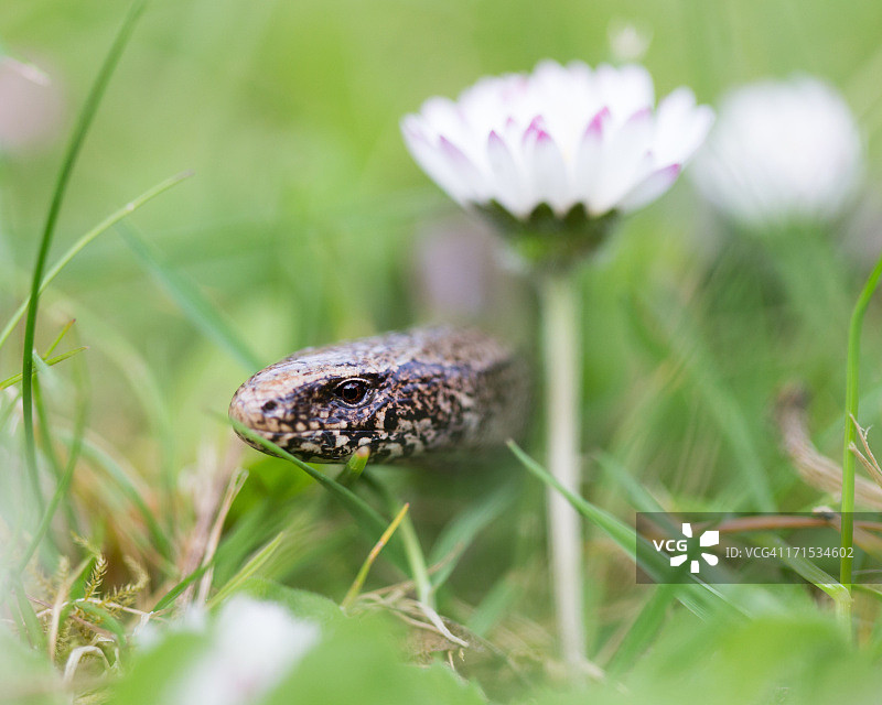 怀特岛上的慢蛇图片素材