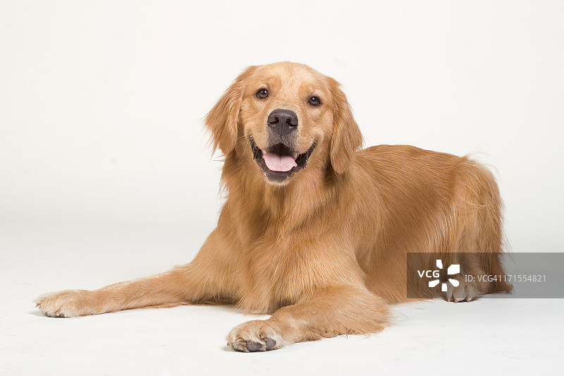 躺卧的金毛犬图片素材