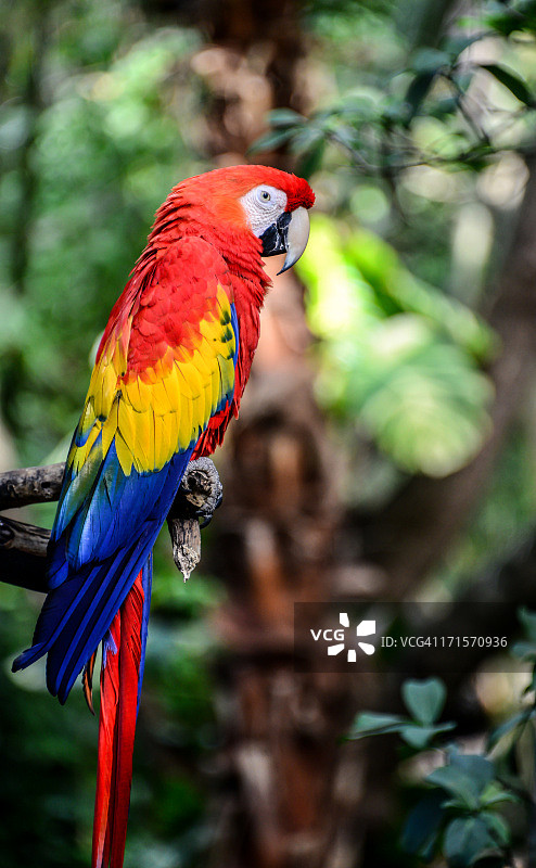 红金刚鹦鹉图片素材