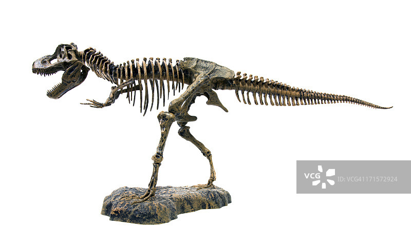 霸王龙骨骼图片素材