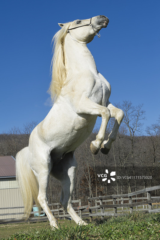 白马腾跃图片素材