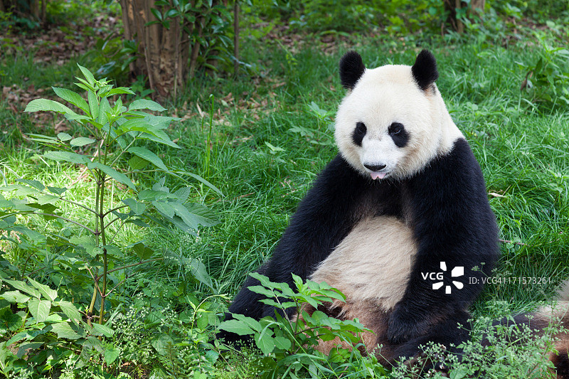 中国四川成都：大熊猫吐舌头图片素材