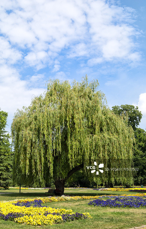 垂柳树图片素材