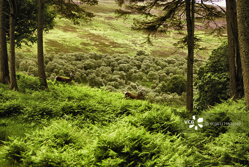 苏格兰高地：暮光中的两只雄鹿图片素材