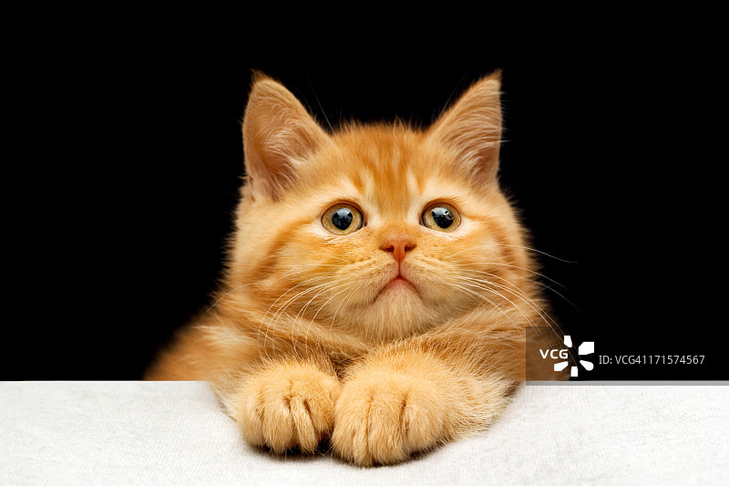 黄色猫图片素材