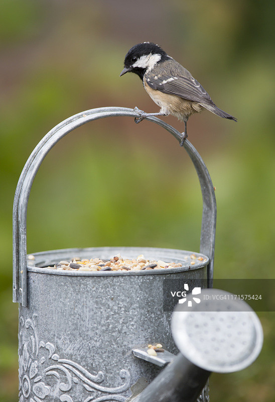 煤山雀图片素材