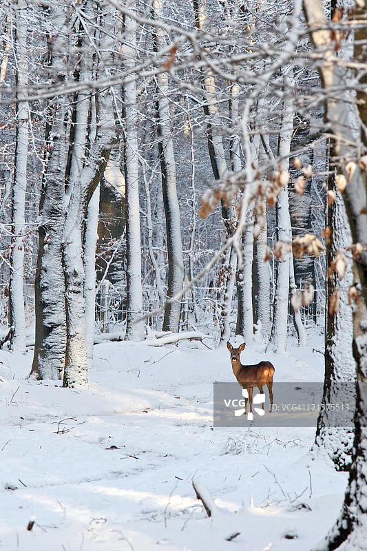 雪forest覆盖的森林中的鹿图片素材