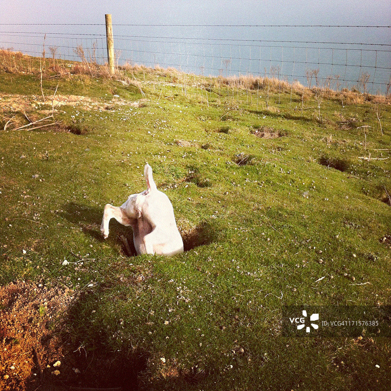 兔子洞里的杰克罗素梗犬图片素材