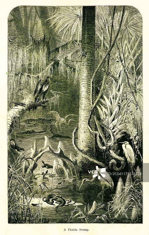 美国佛罗里达州的沼泽 | 历史美国插图图片素材