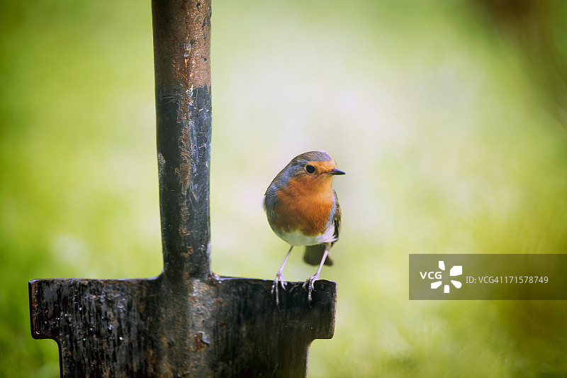 罗宾(红心rubecula)图片素材