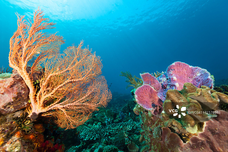 普拉岛水下美景，位于印度尼西亚阿洛图片素材