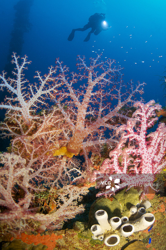 Hoki Maru号上的潜水员图片素材