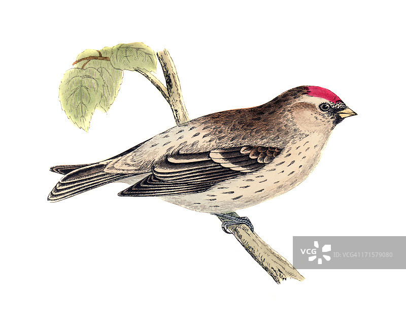 手绘红腹灰雀雕刻图片素材