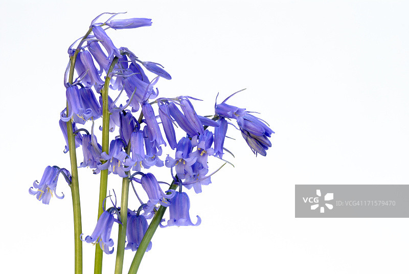 白色背景上的风铃草图片素材