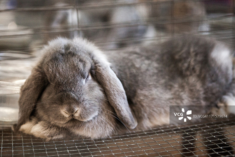 笼中的兔子图片素材