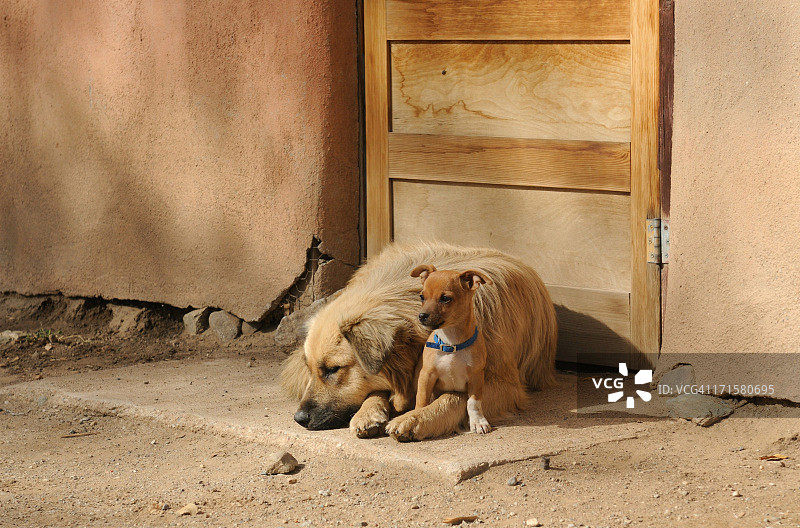 守护房屋入口的狗狗图片素材