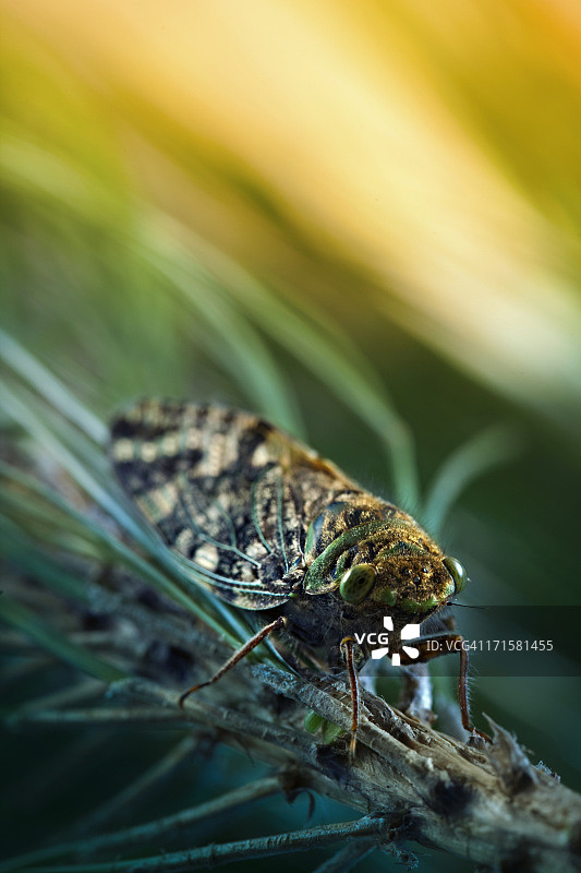 栖息在松树枝上的蝉图片素材