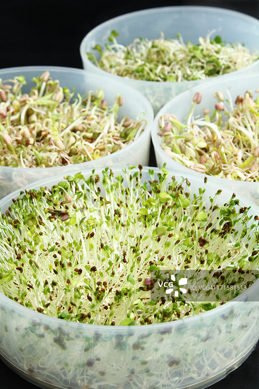 苜蓿绿豆扁豆芽托盘图片素材