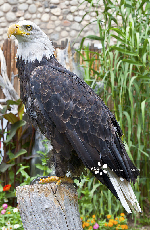 美国白头海雕栖息在树桩上图片素材
