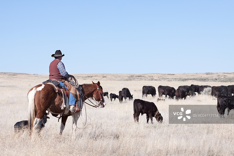 牛仔在开阔地带放牧安格斯牛图片素材