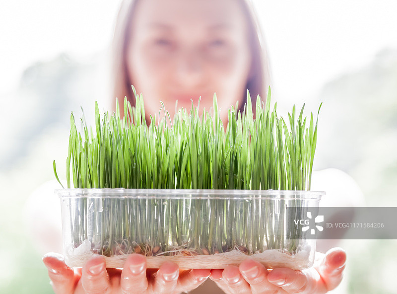 年轻女人手捧装着新鲜绿色小麦草幼苗的塑料托盘图片素材