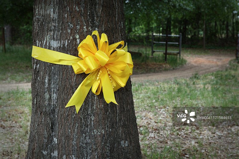 橡树上的黄色丝带图片素材