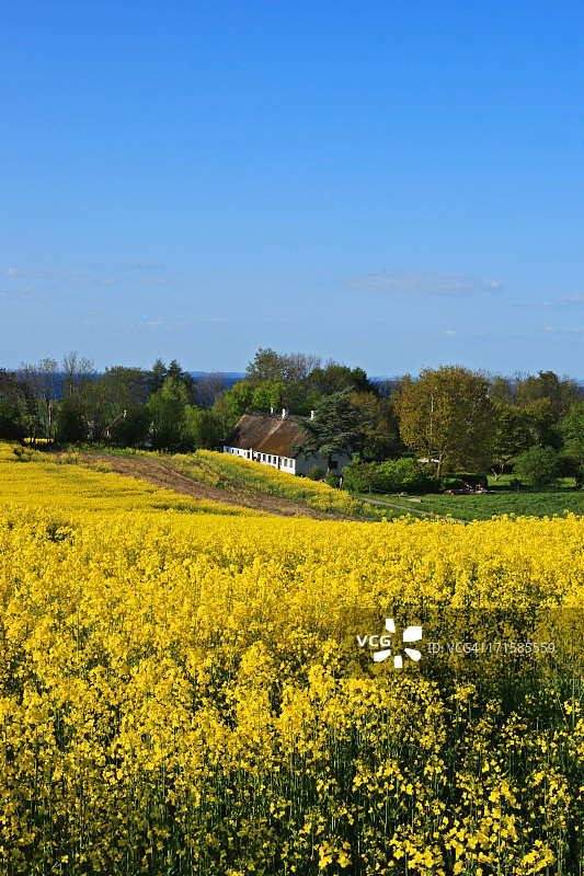 丹麦南日德兰半岛美丽的油菜籽田，古老的农舍和大海图片素材