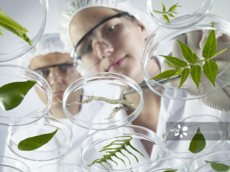 科学家检查培养皿图片素材