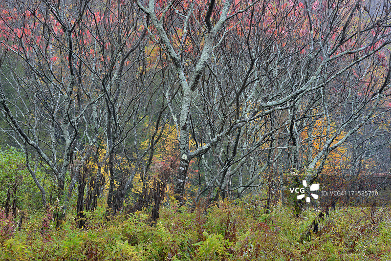 秋季植物图片素材