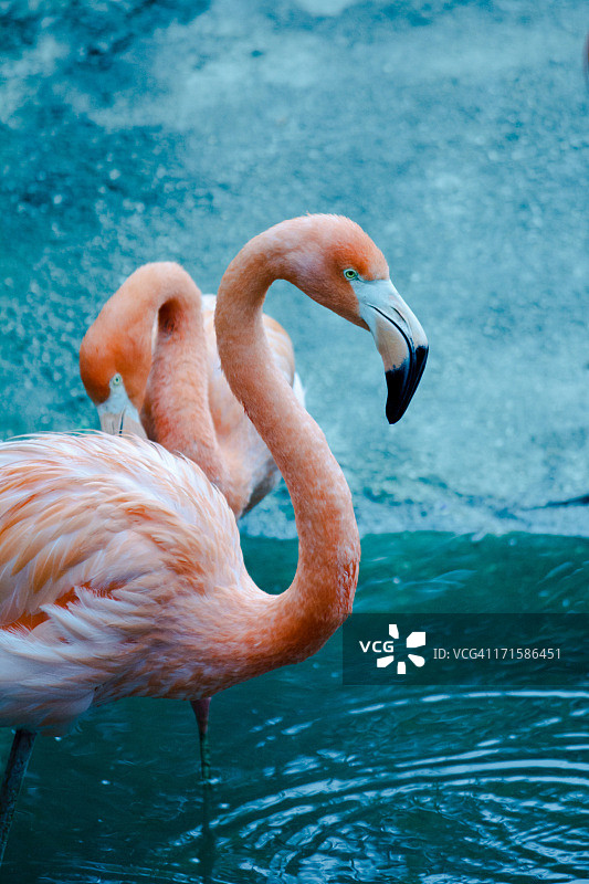 美洲红鹳图片素材