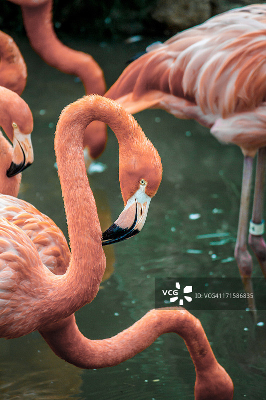 圈养的火烈鸟图片素材