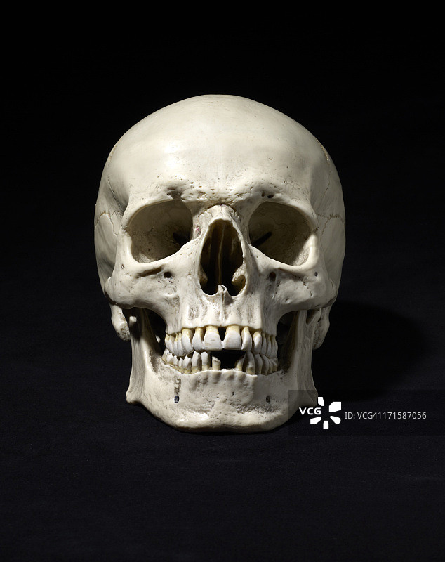 人体头骨医学模型图片素材