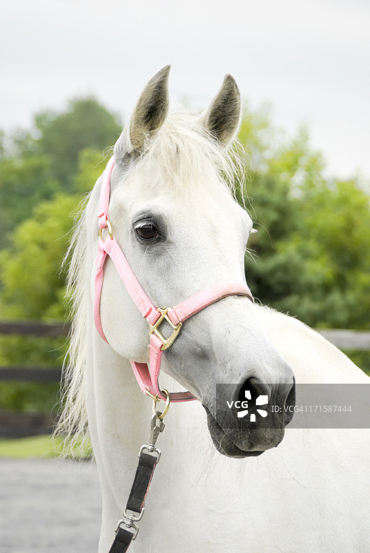 戴粉色笼头的白色阿拉伯母马肖像图片素材