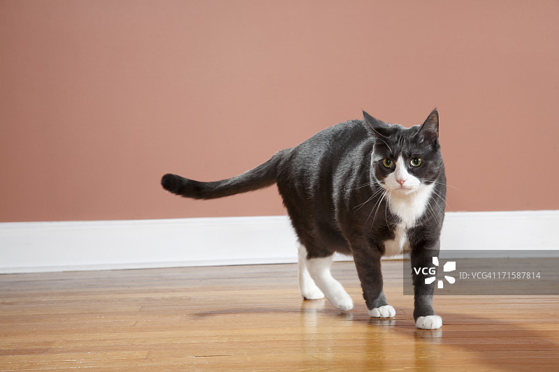 行走中的猫图片素材