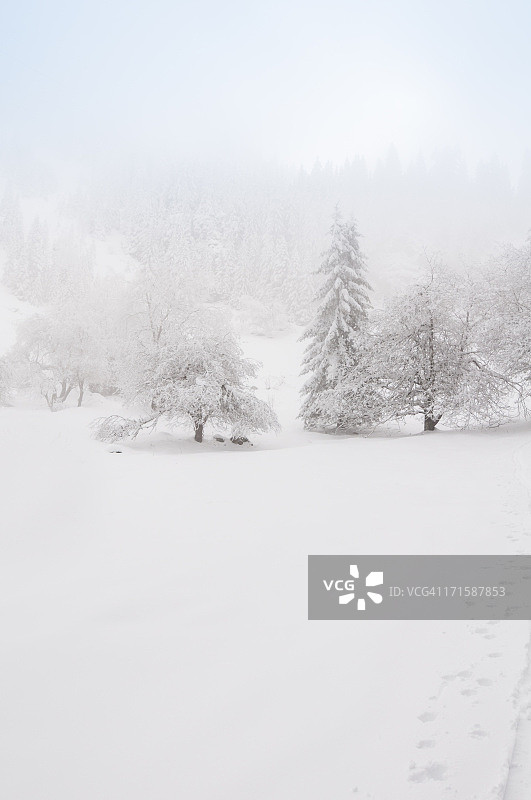 雾蒙蒙的冬季景观图片素材