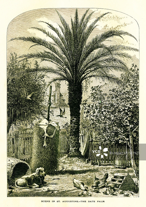 佛罗里达州圣奥古斯丁的椰枣树古建筑插画图片素材
