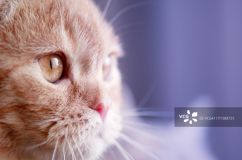 苏格兰折耳猫图片素材