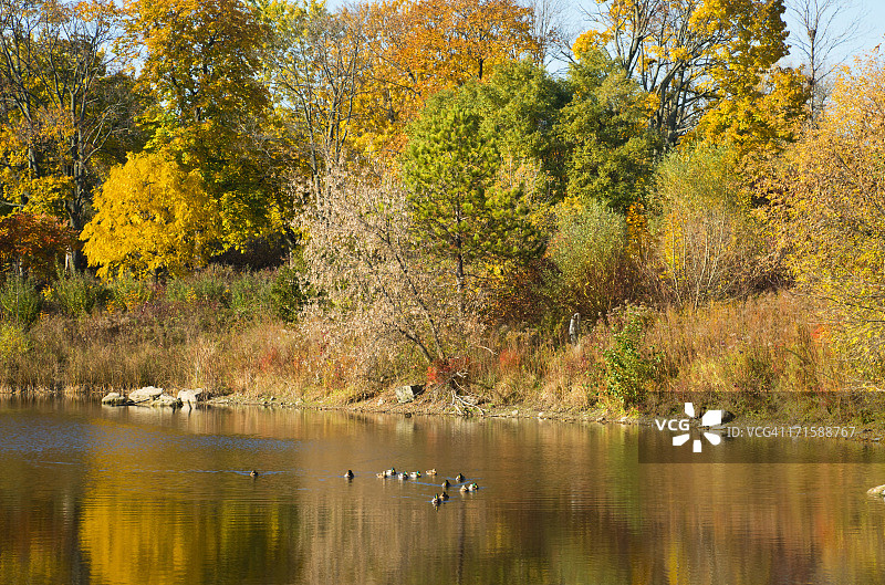 池塘里的鸭子图片素材