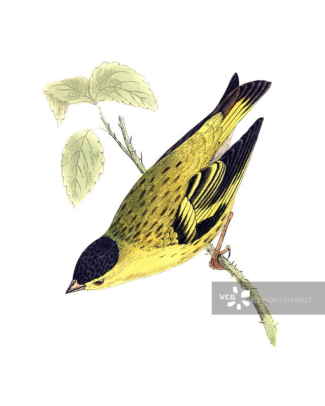 手绘松雀版画图片素材