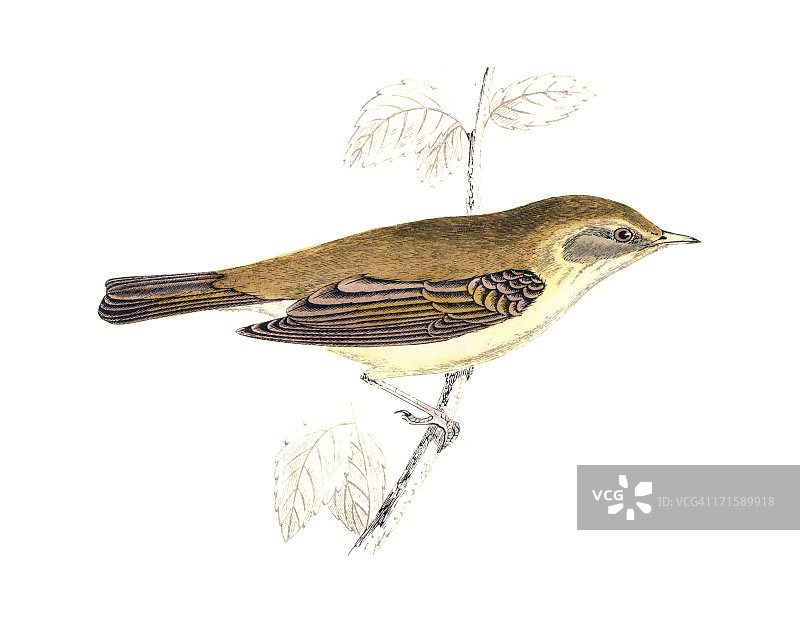 叽喳柳莺-手工着色雕刻图片素材