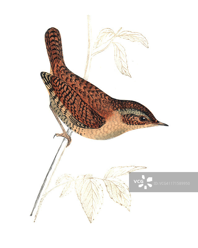 手绘着色的鹪鹩图片素材