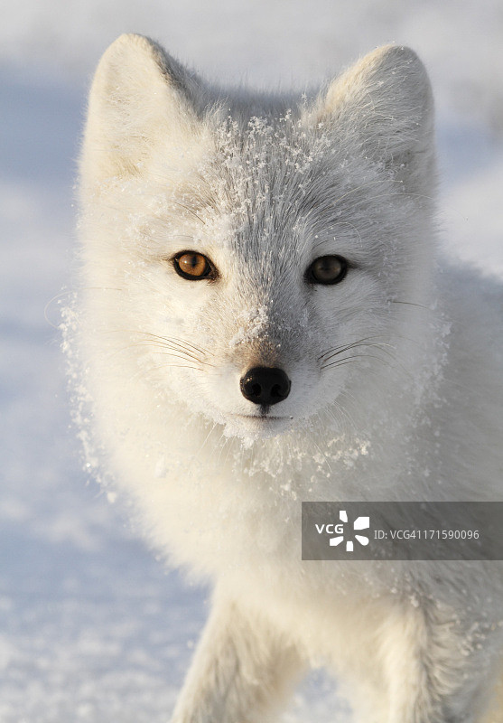 北极狐图片素材