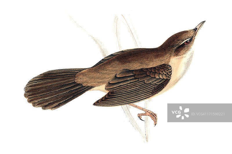 手绘彩图大苇莺图片素材