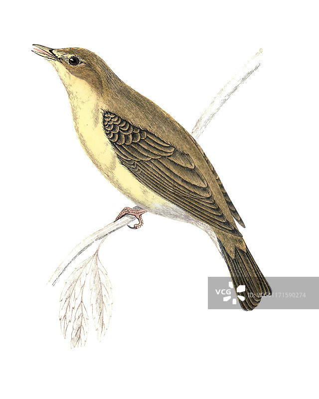 旋律柳莺-手工着色雕刻图片素材