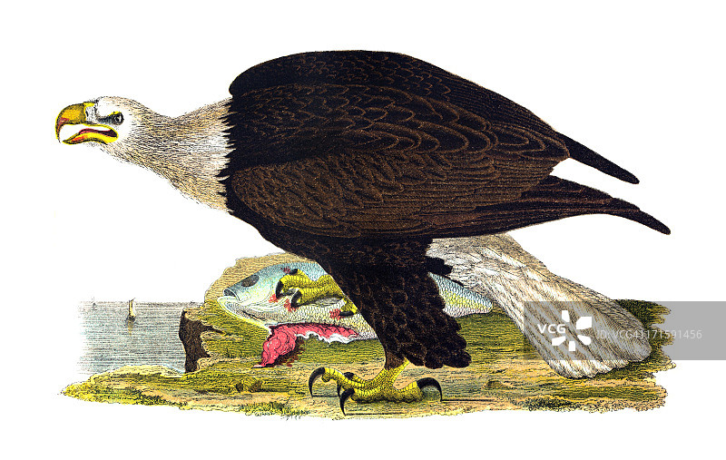 白头海雕雕刻图片素材