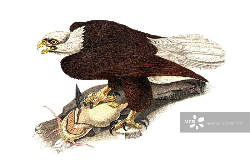 白头海雕雕刻图片素材