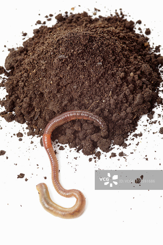 蚯蚓图片素材